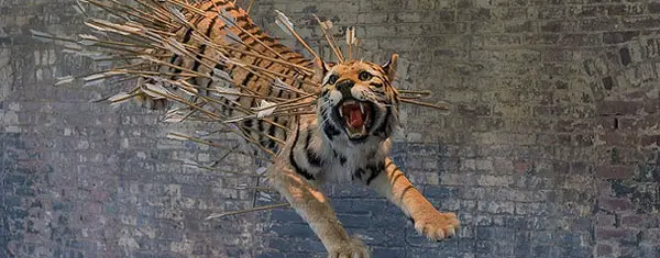 tigre cai guo qiang